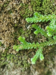 Selaginella denticulata