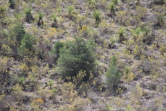 Pinus cembroides