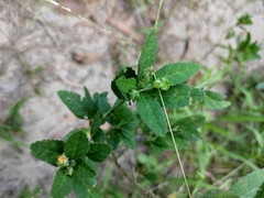 Sida rhombifolia