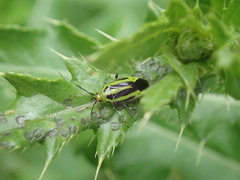 Poecilocapsus lineatus