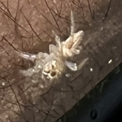Salticidae