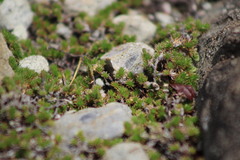 Selaginella eremophila