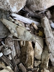 Heliastus sumichrasti