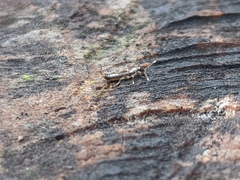 Euborellia annulipes