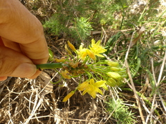 Bulbine frutescens