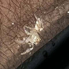Salticidae