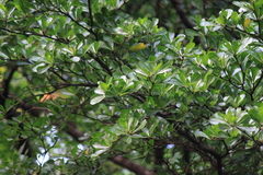 Terminalia neotaliala