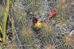 Echinocereus stramineus