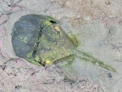 Limulus polyphemus