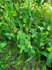 Scutellaria altissima