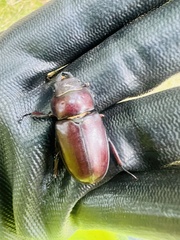 Lucanus capreolus