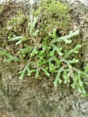 Selaginella denticulata
