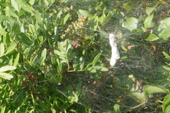 Cyrtophora citricola