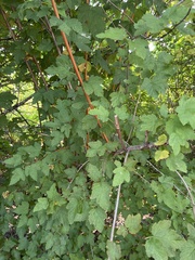 Physocarpus capitatus