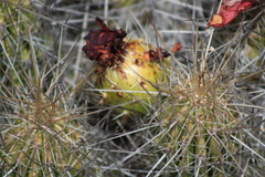 Echinocereus stramineus