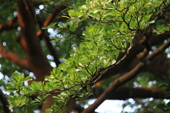 Terminalia neotaliala