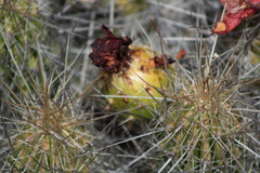 Echinocereus stramineus