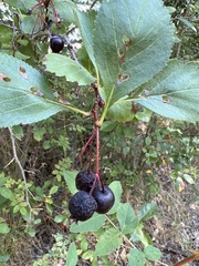 Crataegus douglasii