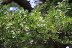 Terminalia neotaliala