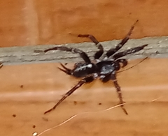 Ischnothele guianensis