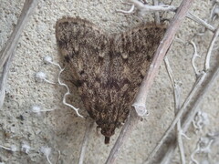 Aglossa