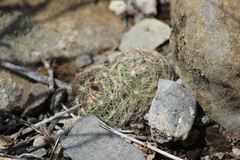 Coryphantha nickelsiae