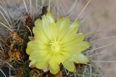 Hamatocactus setispinus