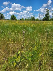 Phlomoides tuberosa