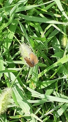 Cacyreus marshalli