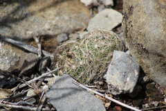 Coryphantha nickelsiae