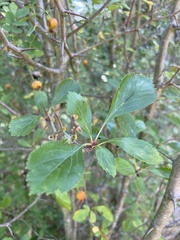 Crataegus douglasii