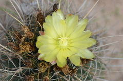 Hamatocactus setispinus