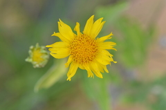 Verbesina encelioides