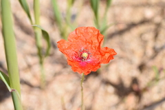 Papaver