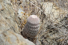 Echinocereus pectinatus pectinatus