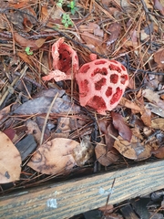Clathrus ruber