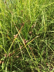 Bolboschoenus maritimus