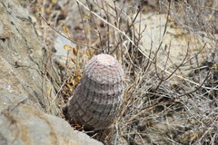 Echinocereus pectinatus pectinatus