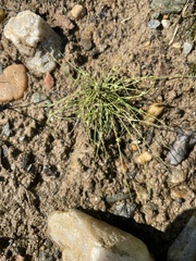 Cyperus subsquarrosus