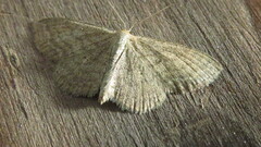 Scopula inductata
