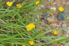 Thymophylla tenuiloba