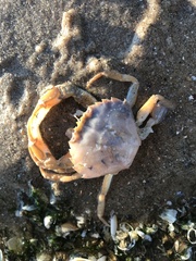 Liocarcinus holsatus
