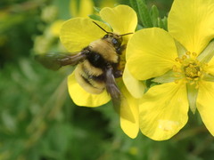 Bombus borealis