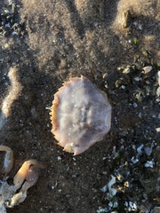 Liocarcinus holsatus