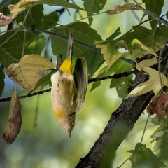 Leiothlypis virginiae