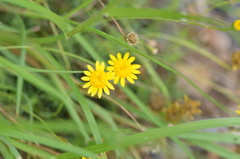 Thymophylla tenuiloba