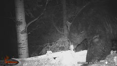 Ursus americanus machetes