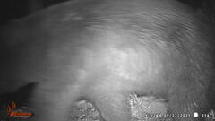 Ursus americanus machetes