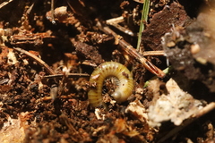 Cylindroiulus caeruleocinctus