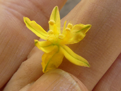 Bulbine frutescens